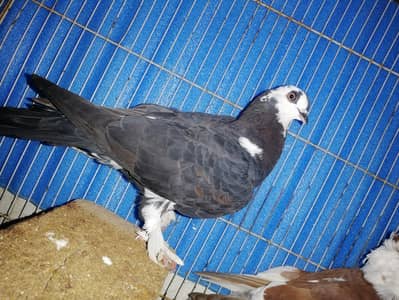black mukhi breader pair for sale