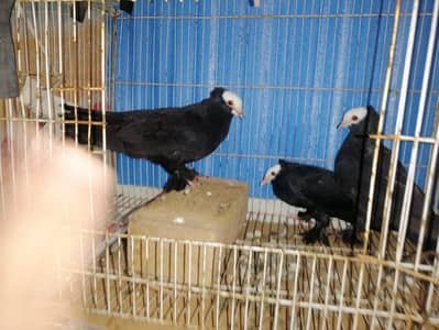 black mukhi breader pair for sale