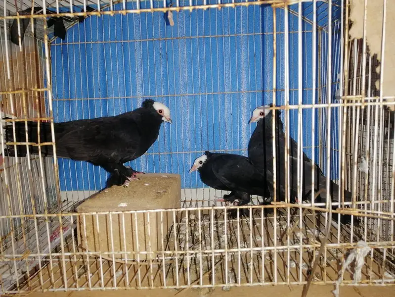 black mukhi breader pair for sale — photo 9
