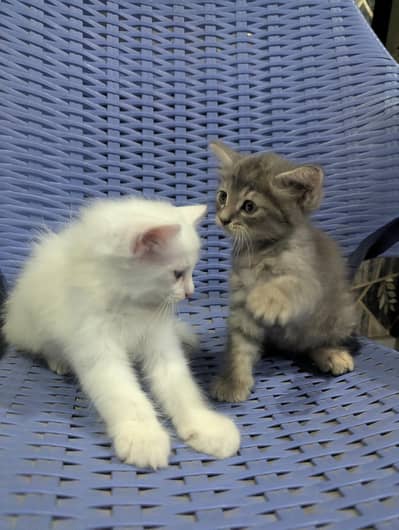 Persian cat triple coated