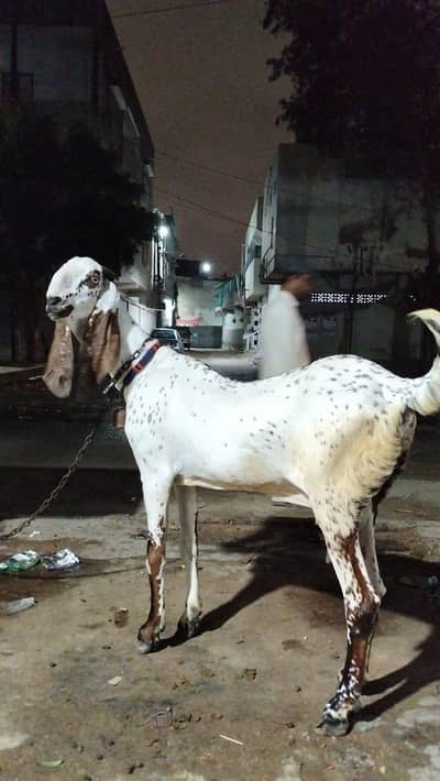 nagra bakri