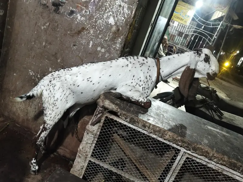 nagra bakri — photo 2