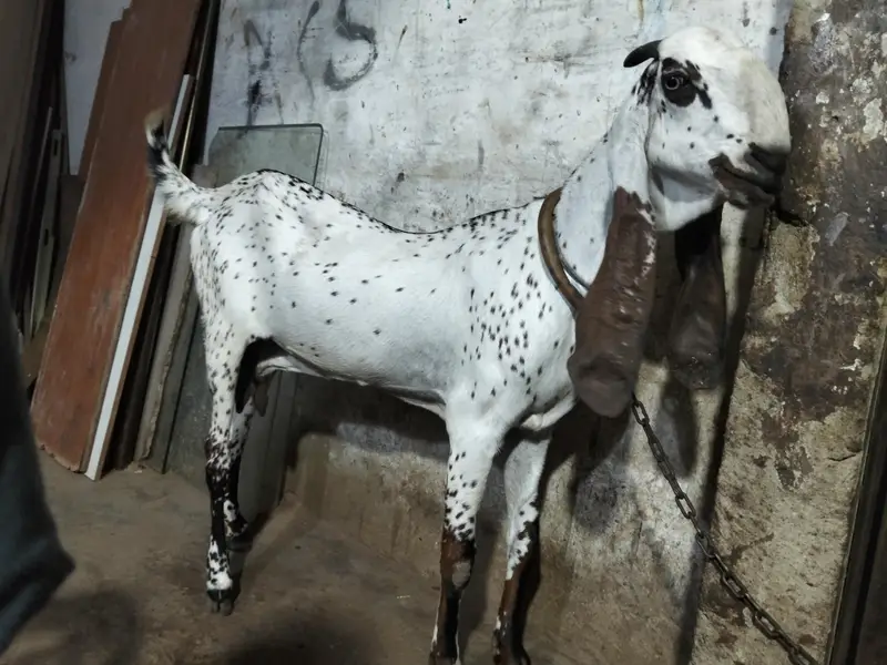 nagra bakri — photo 3