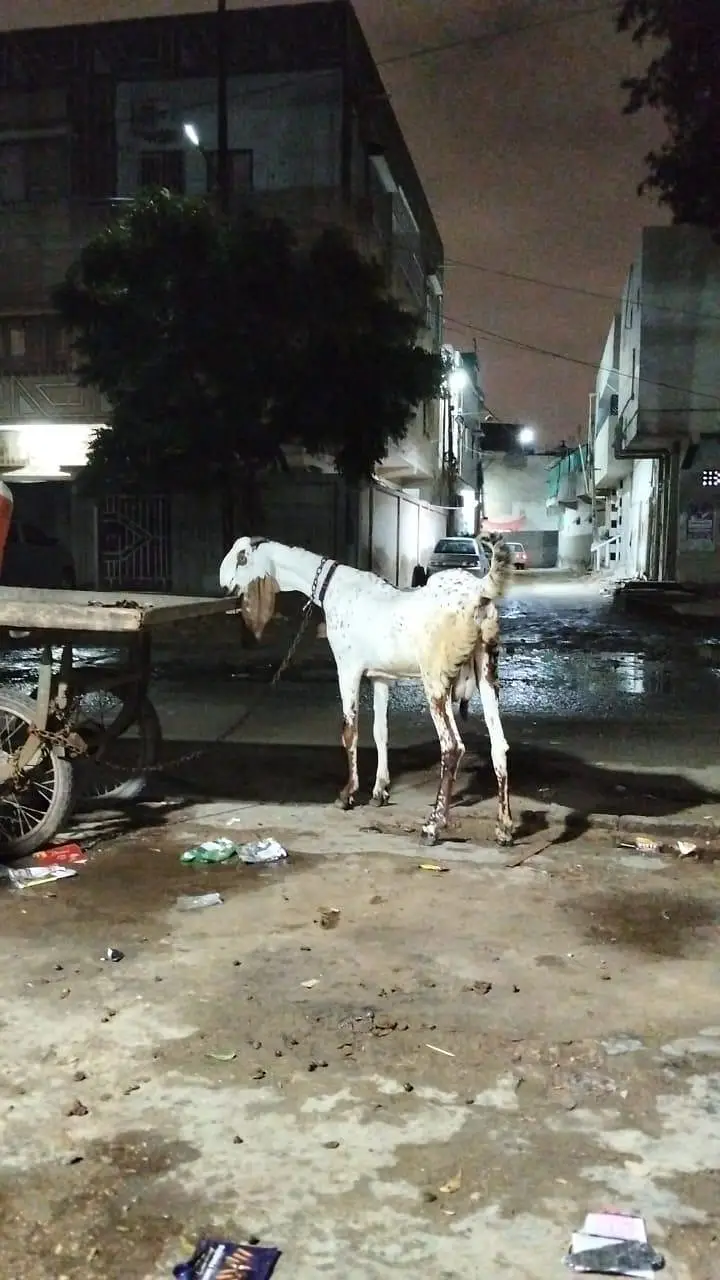 nagra bakri — photo 4