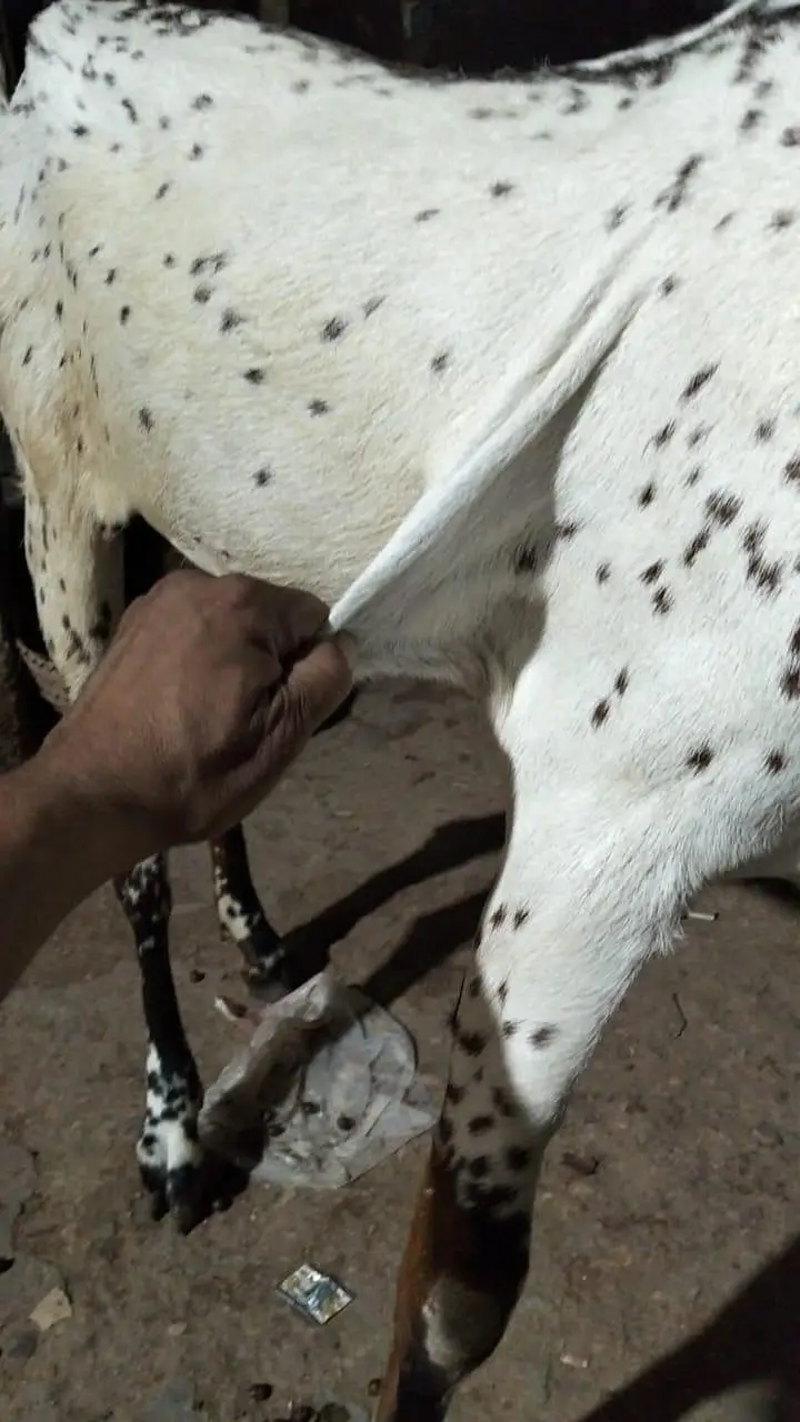 nagra bakri — photo 5