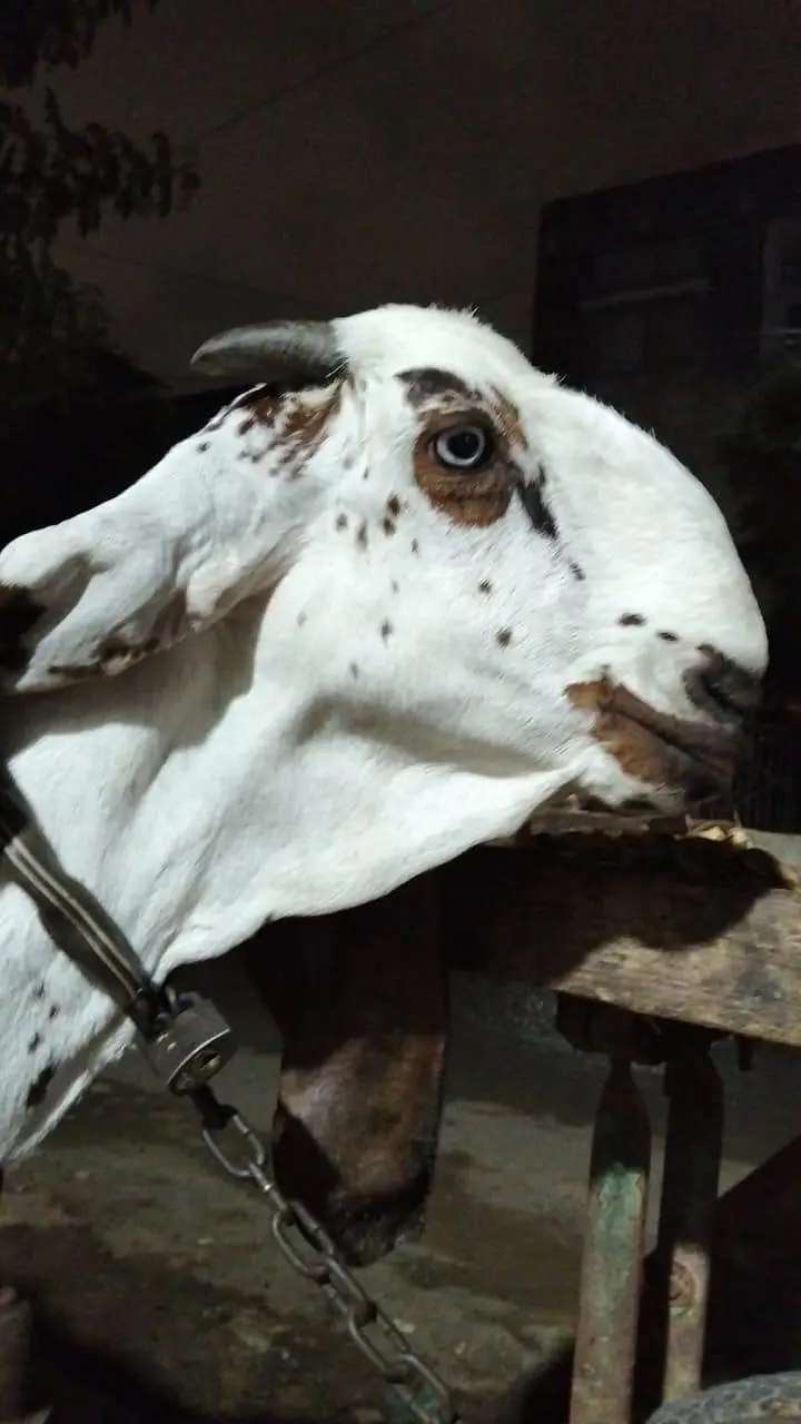 nagra bakri — photo 6