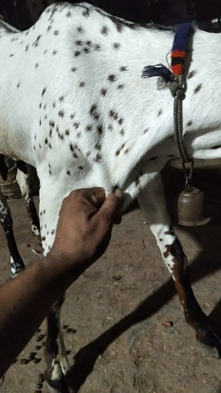 nagra bakri — photo 7