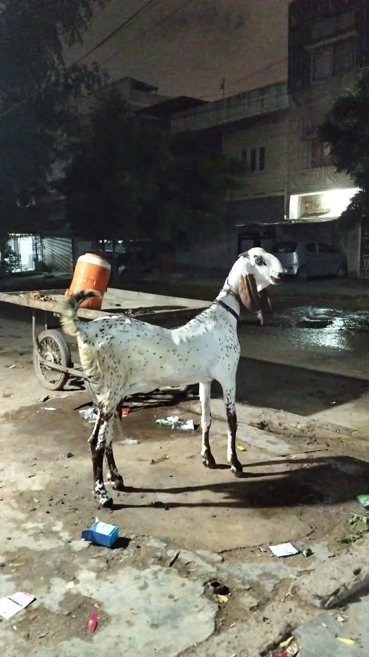 nagra bakri — photo 8