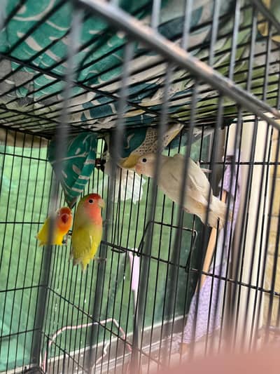 Lovebirds For sale