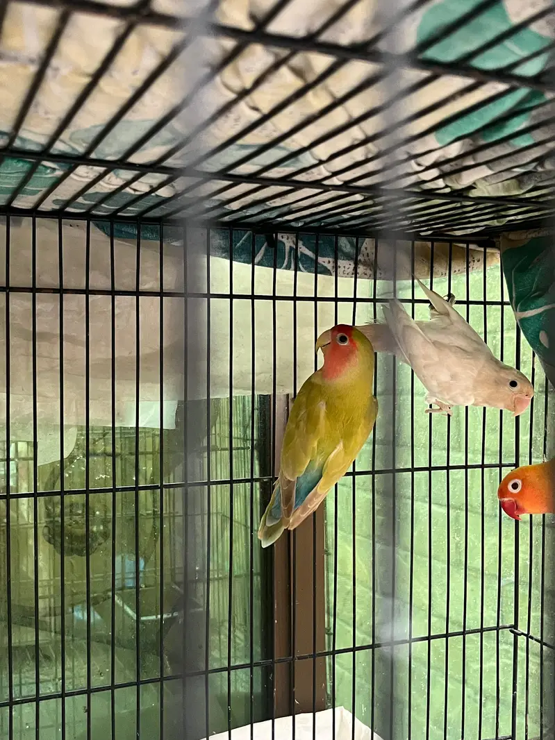 Lovebirds For sale — photo 2