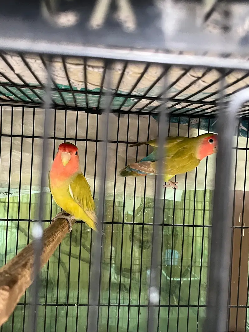 Lovebirds For sale — photo 3