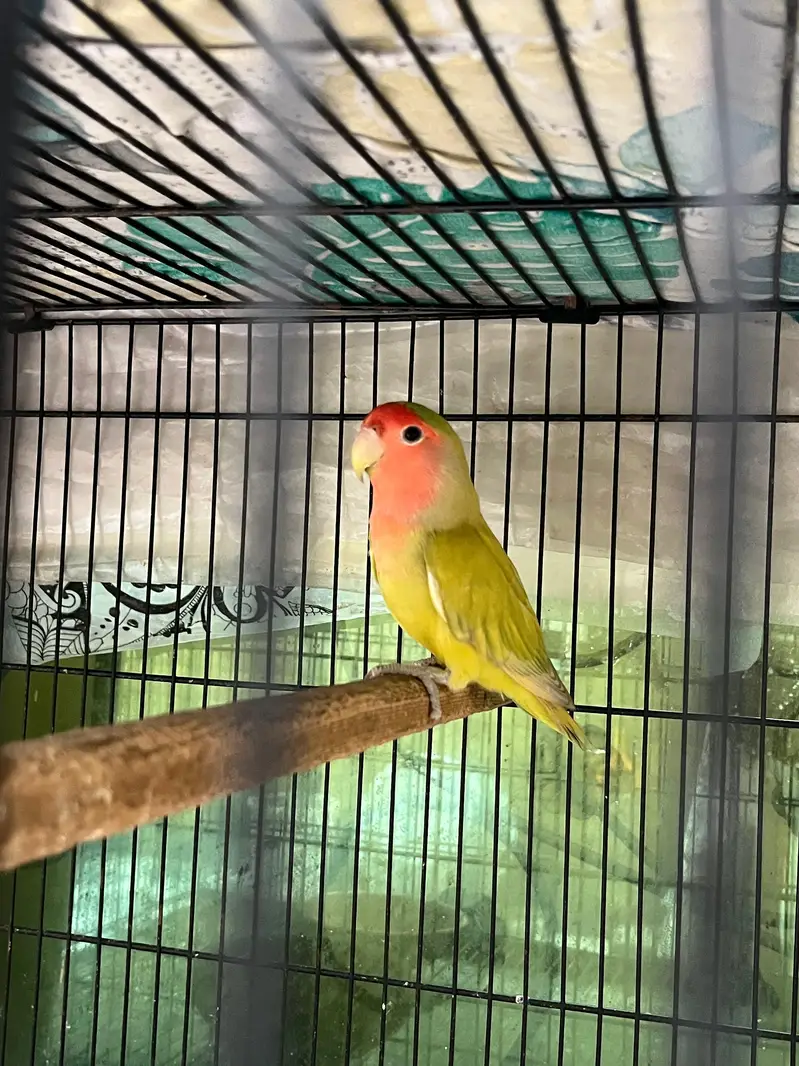 Lovebirds For sale — photo 4