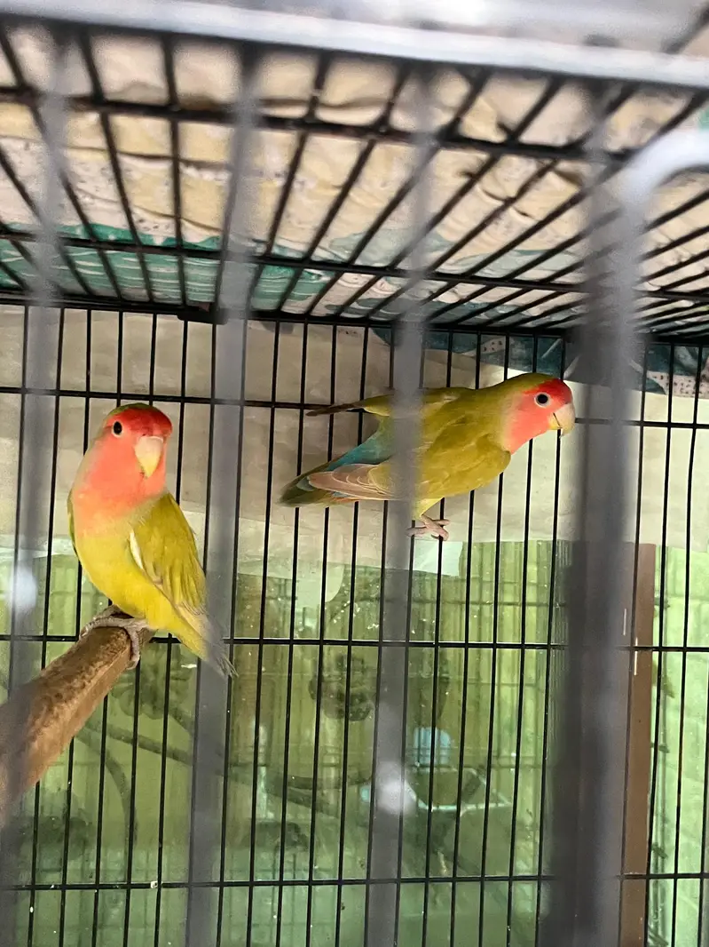Lovebirds For sale — photo 5