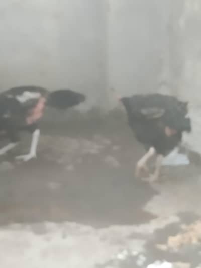 2 beautiful bengum lasani females