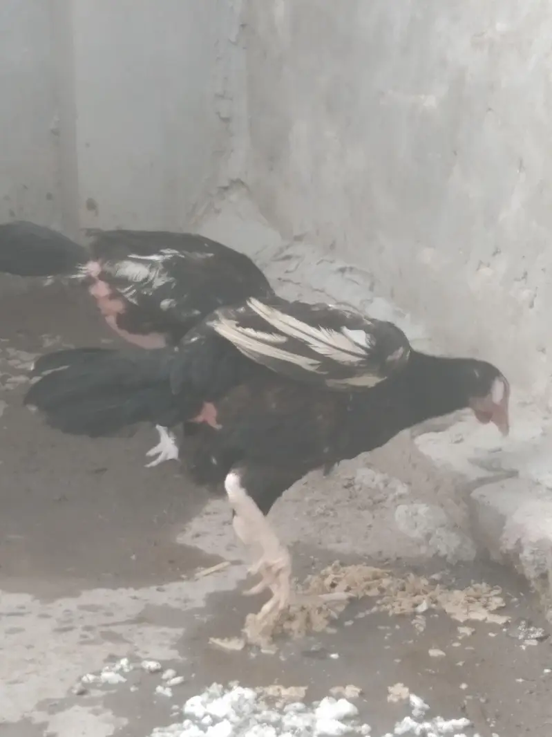 2 beautiful bengum lasani females — photo 3