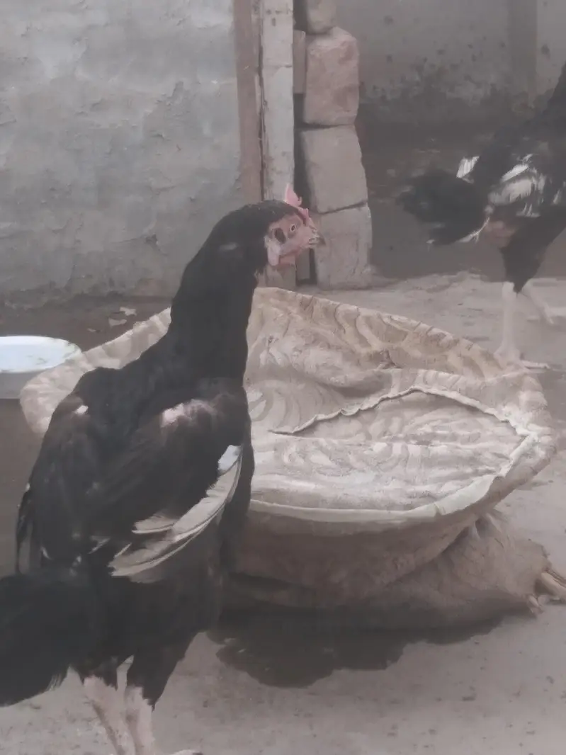 2 beautiful bengum lasani females — photo 7