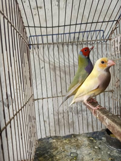 goldian Finch