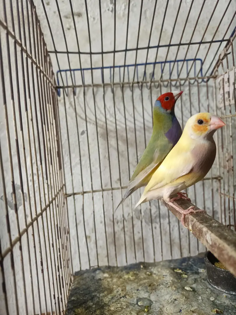 goldian Finch