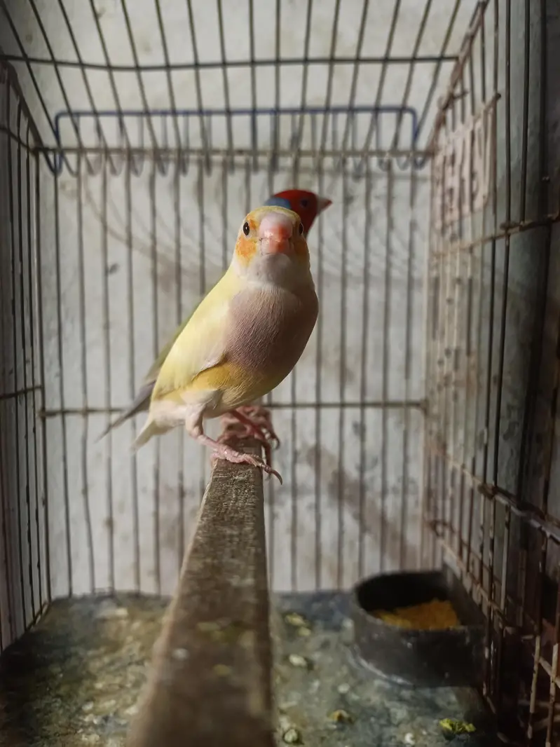 goldian Finch — photo 3
