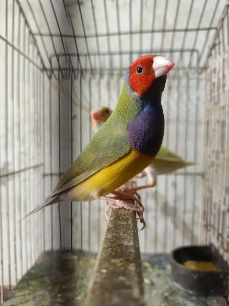goldian Finch — photo 4