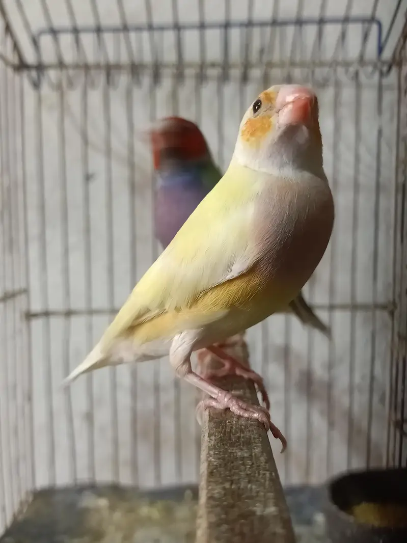 goldian Finch — photo 5