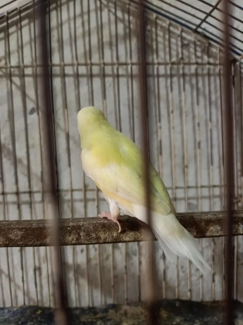 goldian Finch — photo 6