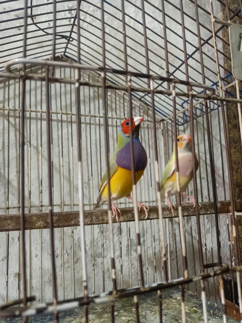 goldian Finch — photo 7