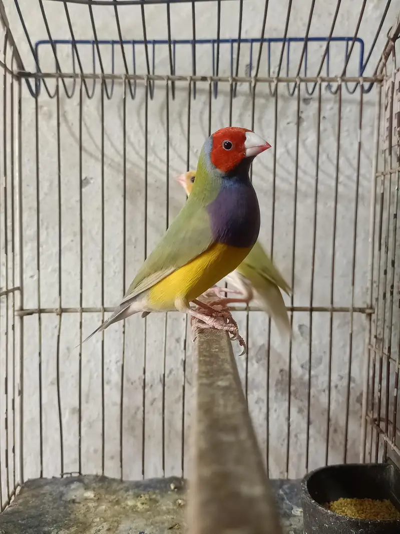 goldian Finch — photo 8
