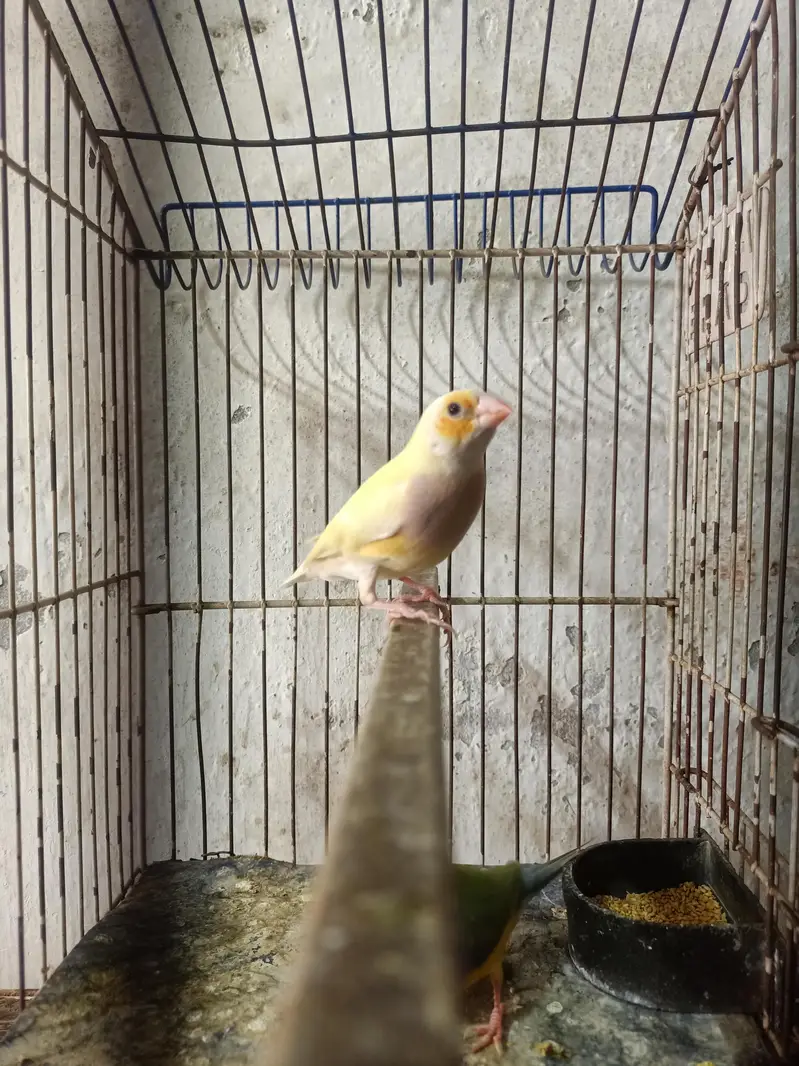 goldian Finch — photo 10