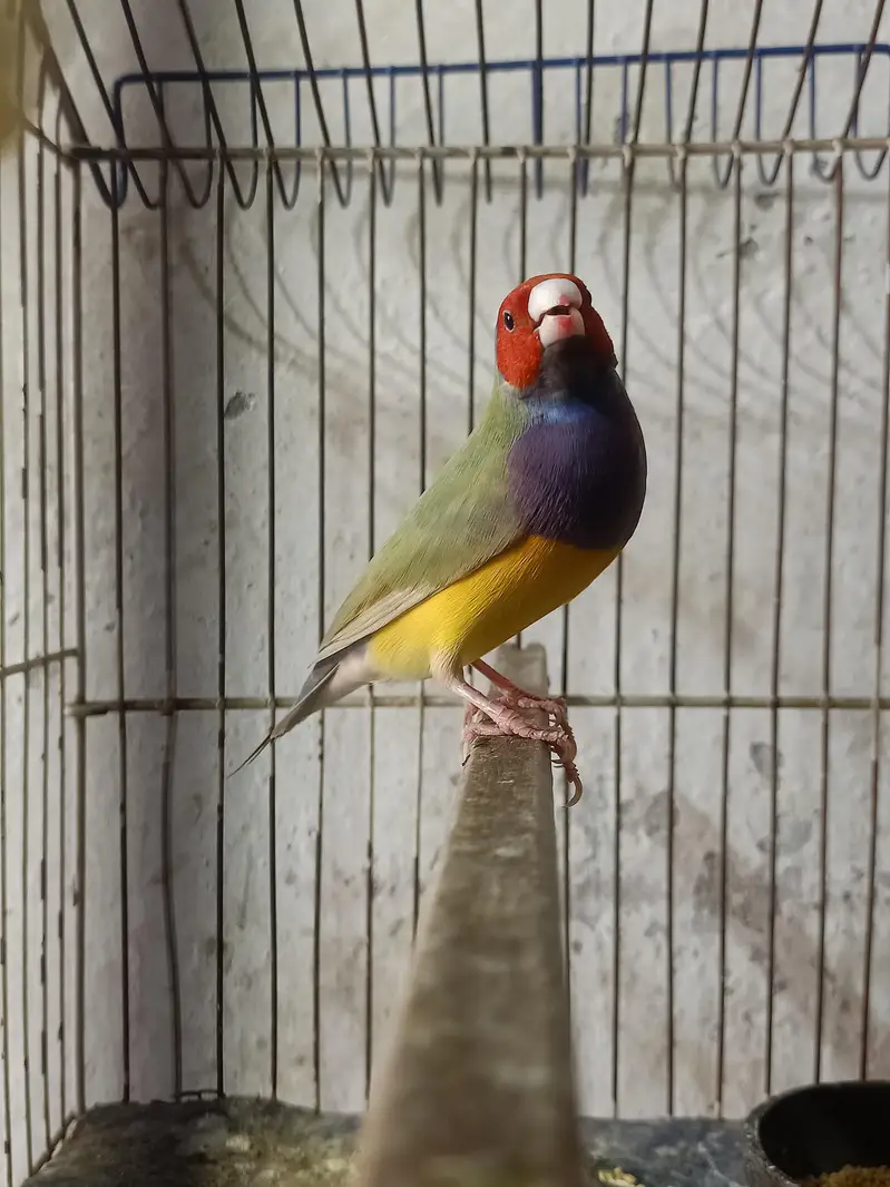 goldian Finch — photo 11