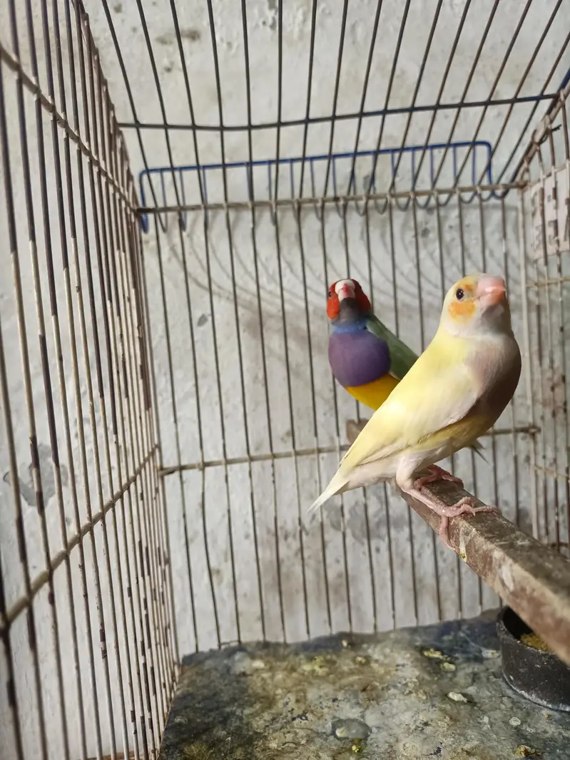 goldian Finch — photo 12