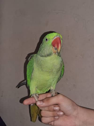 Talking Parrot For Sale /Peshawer KPK