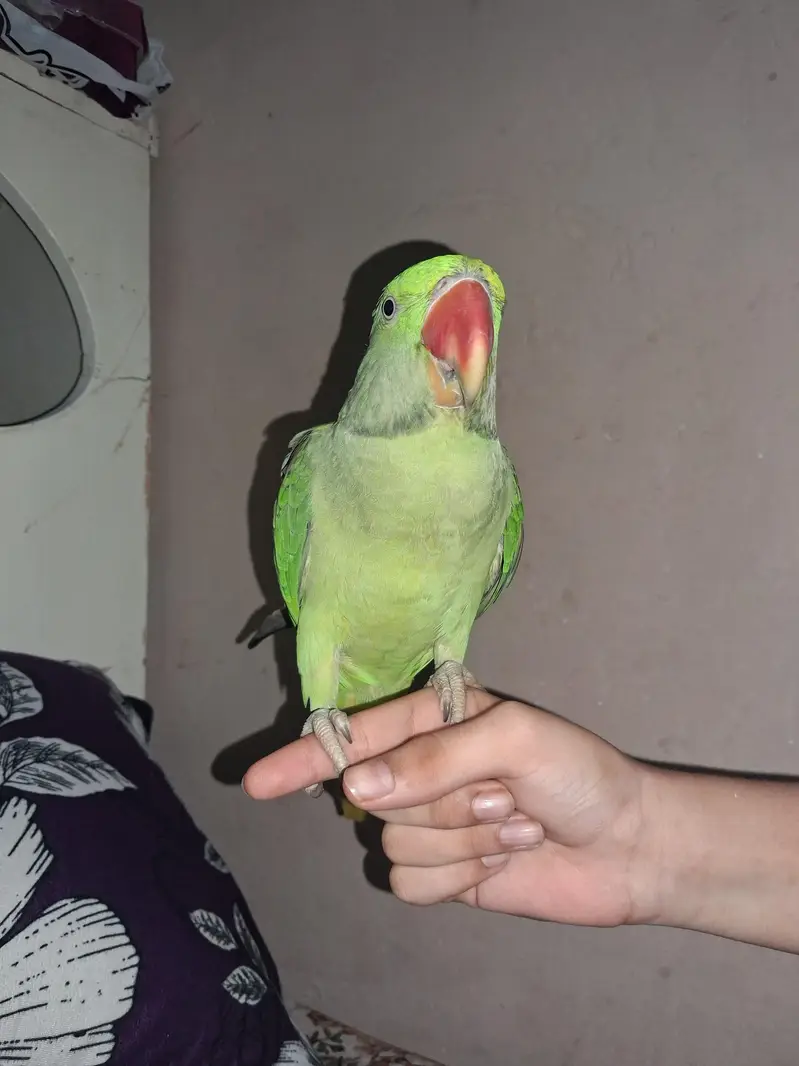 Talking Parrot For Sale /Peshawer KPK — photo 2