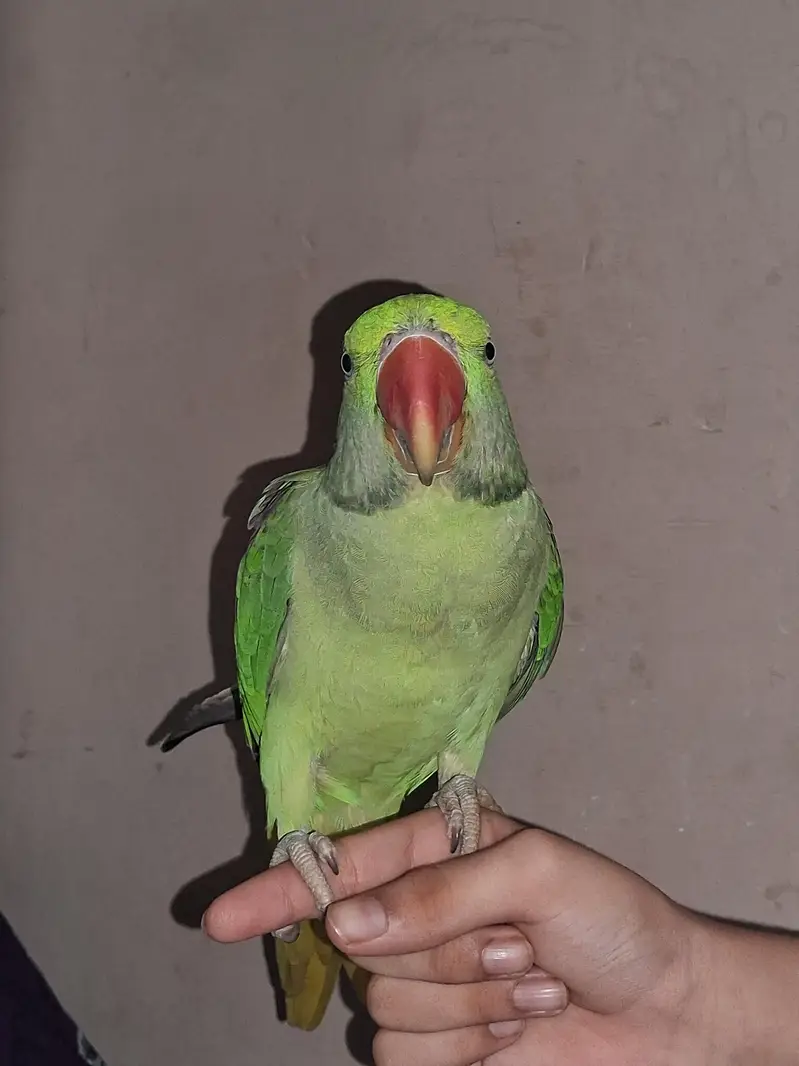 Talking Parrot For Sale /Peshawer KPK — photo 3