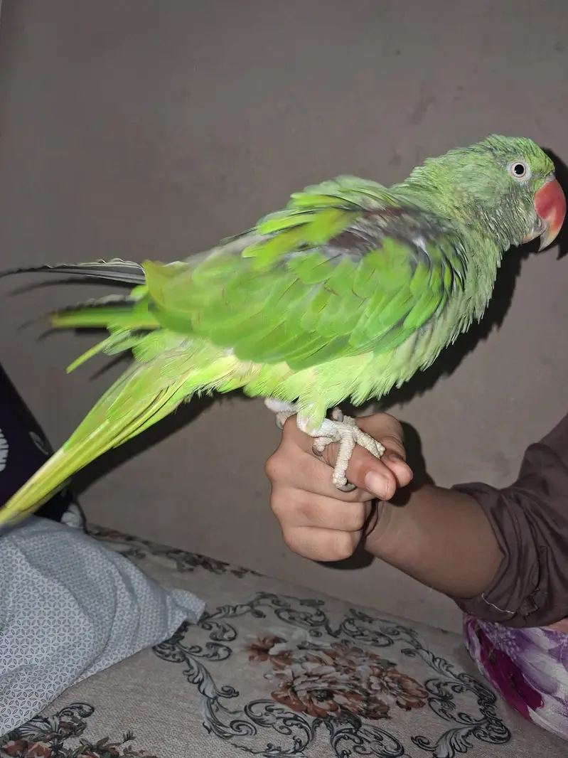 Talking Parrot For Sale /Peshawer KPK — photo 4