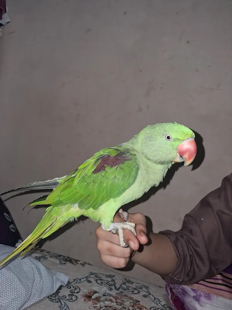 Talking Parrot For Sale /Peshawer KPK — photo 5