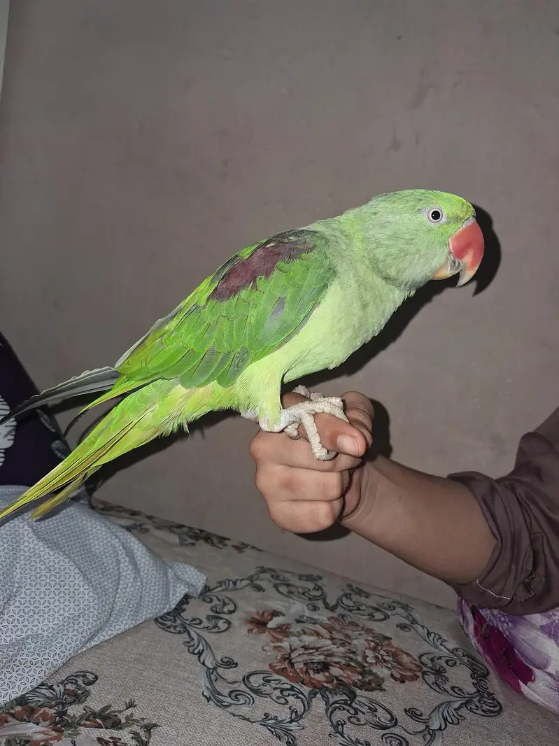 Talking Parrot For Sale /Peshawer KPK — photo 7