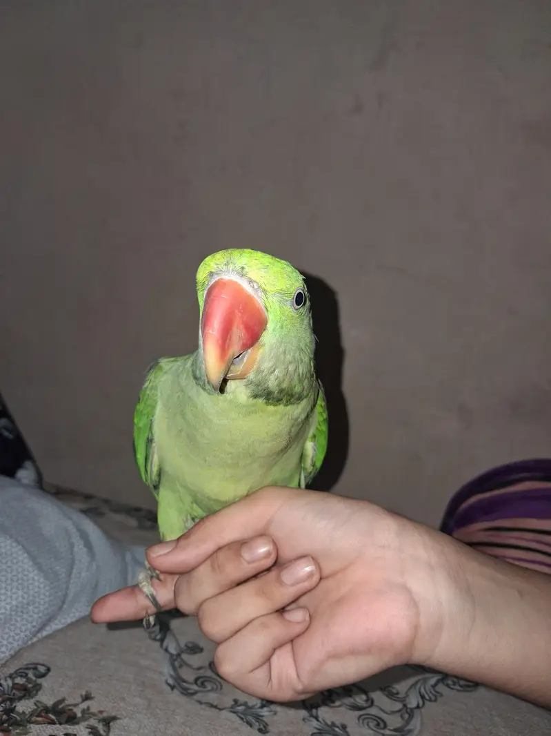 Talking Parrot For Sale /Peshawer KPK — photo 8