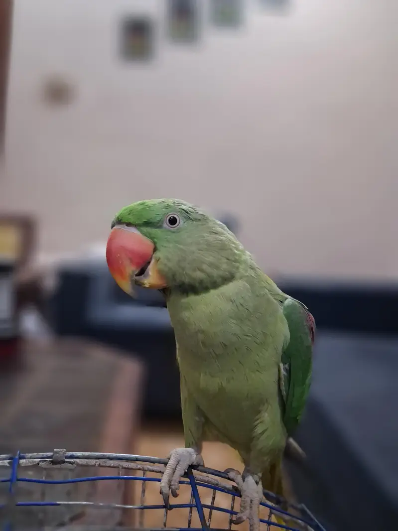 Talking Parrot For Sale /Peshawer KPK — photo 9