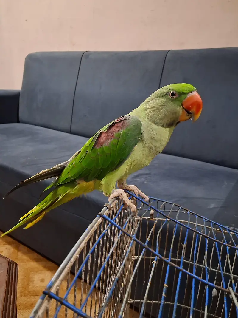 Talking Parrot For Sale /Peshawer KPK — photo 10