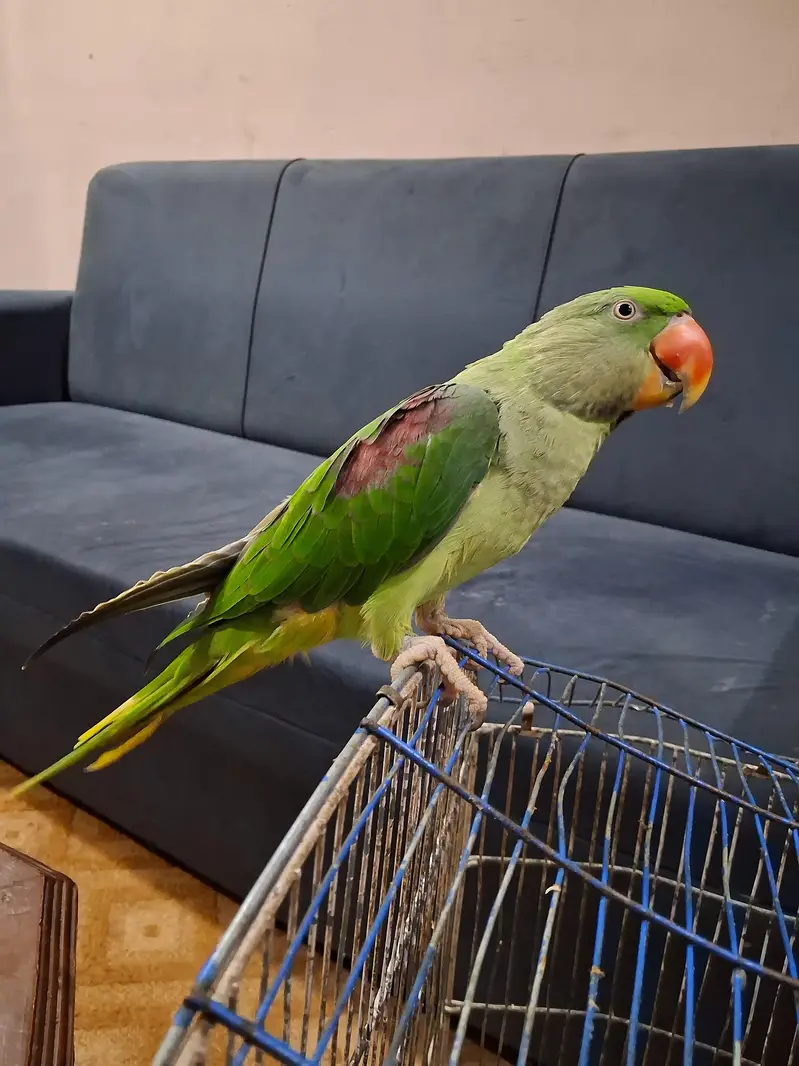 Talking Parrot For Sale /Peshawer KPK — photo 11