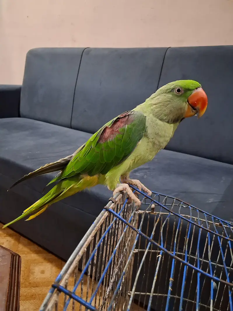 Talking Parrot For Sale /Peshawer KPK — photo 12