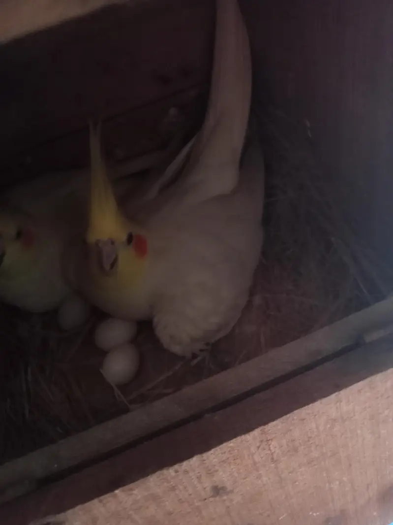 love bird breeder pair — photo 3