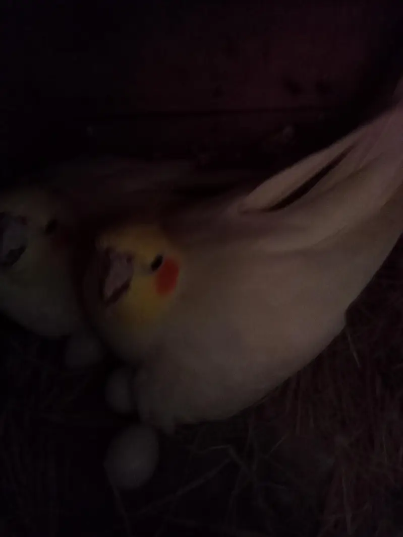 love bird breeder pair — photo 4