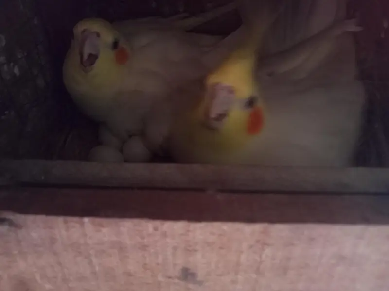 love bird breeder pair — photo 5