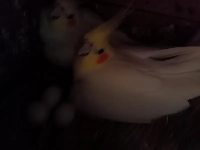 love bird breeder pair — photo 6