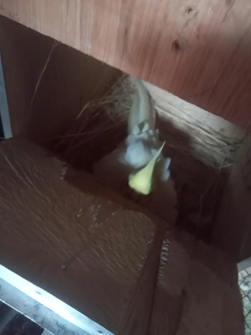 love bird breeder pair — photo 9