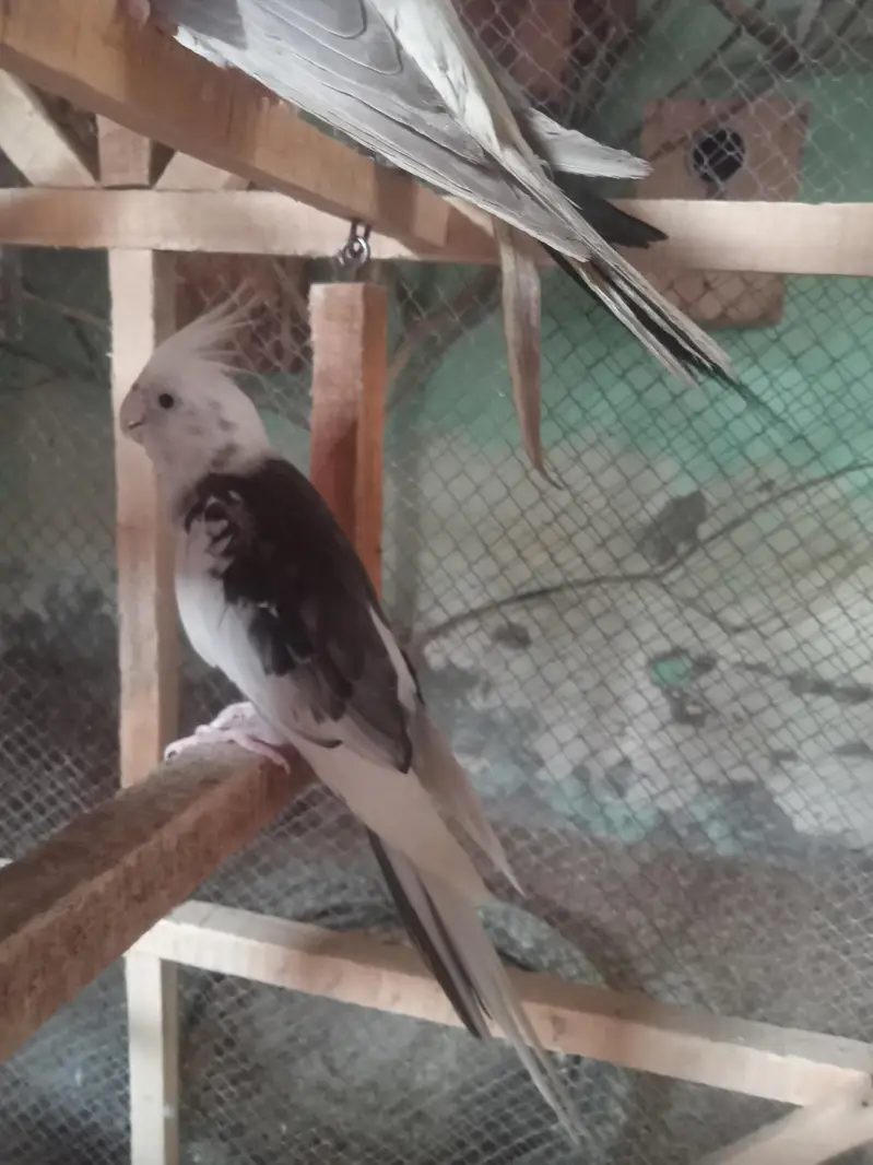 love bird breeder pair — photo 10