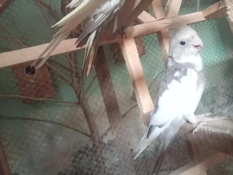 love bird breeder pair — photo 11