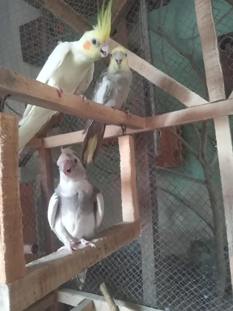 love bird breeder pair — photo 12